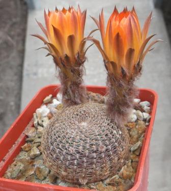 lobivia famatimensis own root