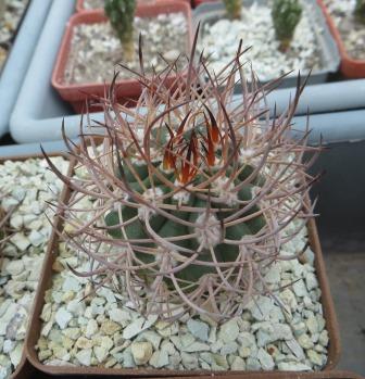 pyrrhocactus bulbocalyx own root
