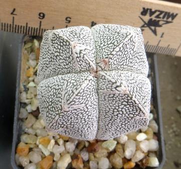 astrophytum onzuka v type ball