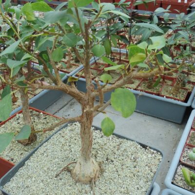 ficus petiolaris