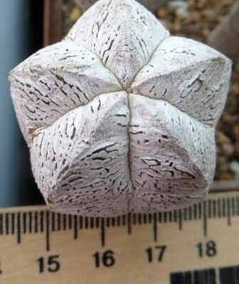 astrophytum onzuka v type ball