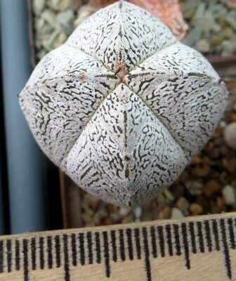 astrophytum onzuka v type ball