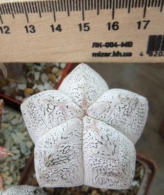 astrophytum onzuka v type ball