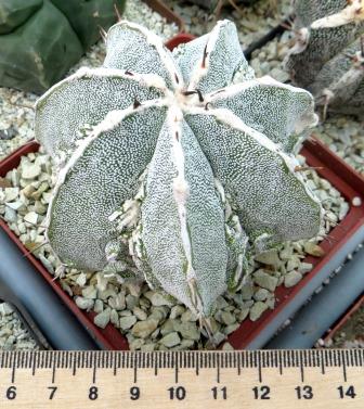 astrophytum fukuryu hakujo own root