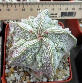astrophytum fukuryu hakujo own root