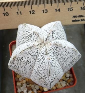 astrophytum onzuka v type ball