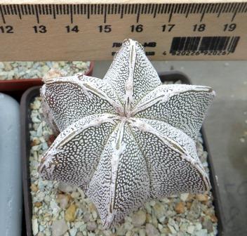 astrophytum onzuka v type ball 6 rebs