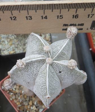 astrophytum onzuka monstrosa