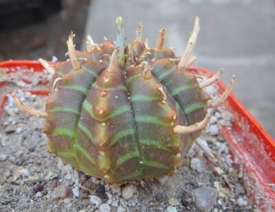 euphorbia valida