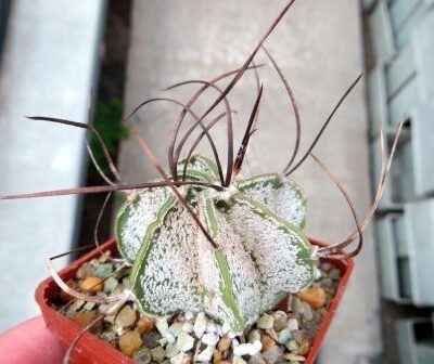 astrophytum capricorne v form parras