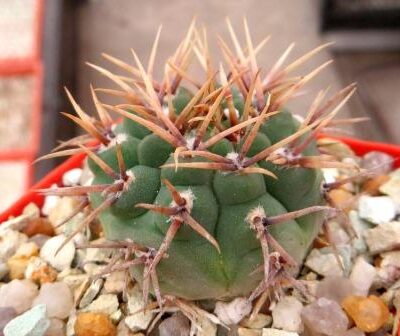 gymnocalycium oceterenae variispinum
