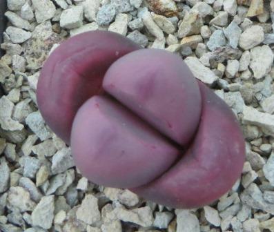 lithops meyeri hammeruby