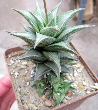 haworthia cotenki nishiki variegated