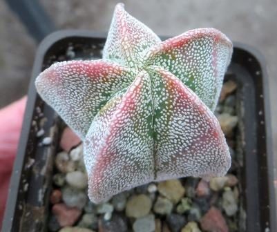 astrophytum onzuka variegata