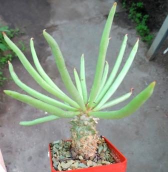 tylecodon wallichii