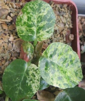 dorstenia foetida variegata