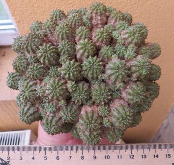 euphorbia phillipsioides прививка