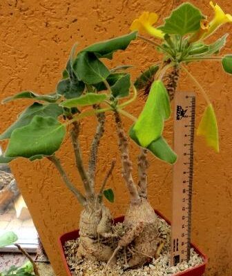 uncarina roeoesliana