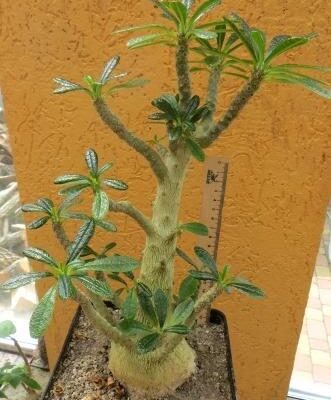 dorstenia gigas