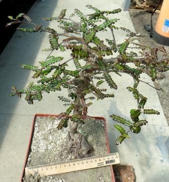 operculicarya decaryi