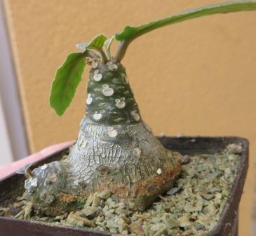 dorstenia foetida aff