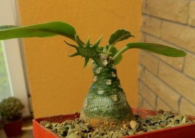 dorstenia foetida