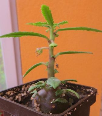 dorstenia hildebrandtii rubra