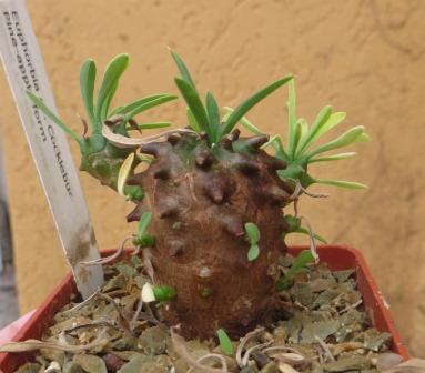 euphorbia juglans