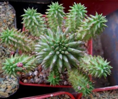 euphorbia susannae