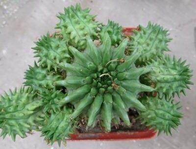 euphorbia susannae