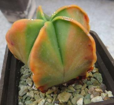 astrophytum variagata