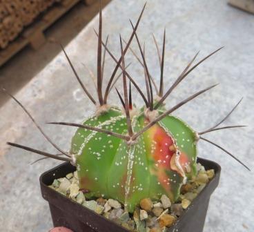 astrophytum capricorne  variegata
