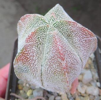 astrophytum Onzuka variegata