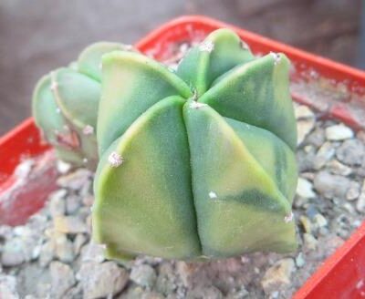 astrophytum  variegata 2 heads