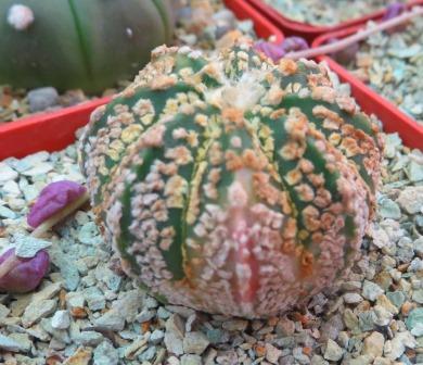 astrophytum super kabuto gold variegated