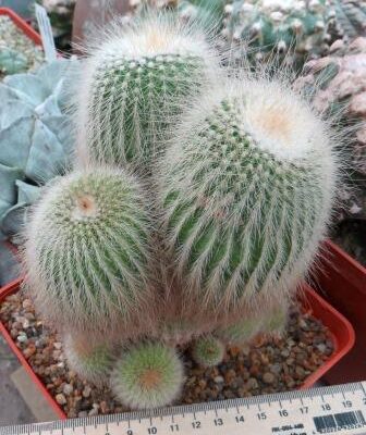echinocactus leninghausii albispina