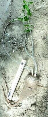 fockea edulis