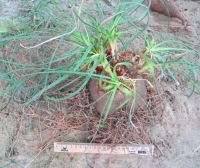Calibanus hookeri