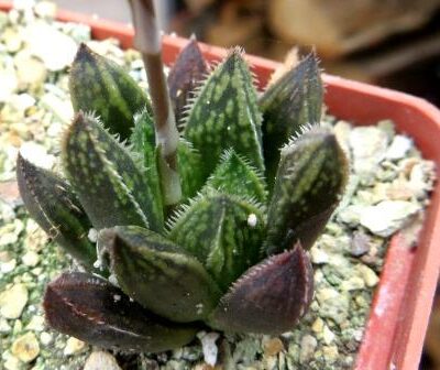 haworthia japanese hybrids