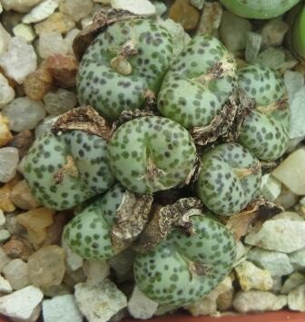 conophytum obcordellum  8 heads