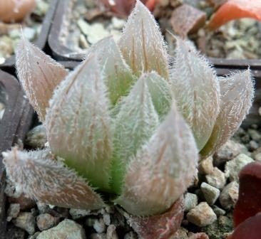 haworthia cooperi venusta