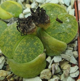 lithops lesliei albinica
