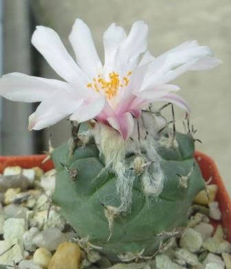 turbinicarpus lophophoroides rio verde