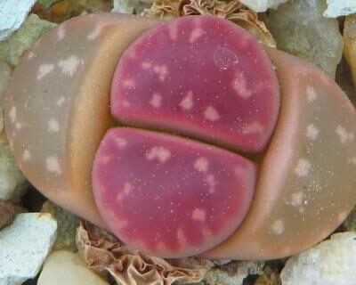 lithops red oliva