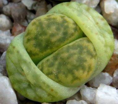 lithops bromfieldii sulphurea