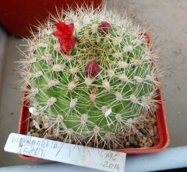 weingartia trollii