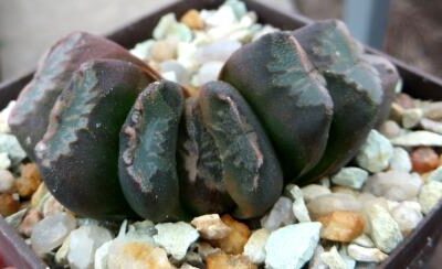 haworthia japanese hybrids