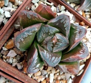 haworthia japanese hybrids