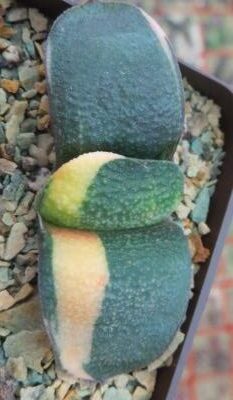 gasteria armstrongii variegata  Renni Wong