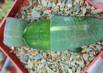 gasteria armstrongii variegata  Renni Wong